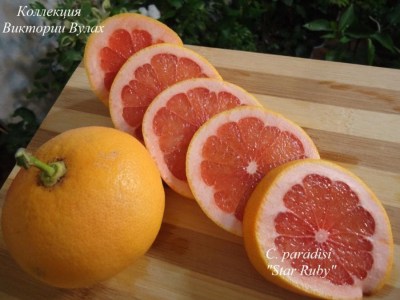 C. paradisi Star Ruby2 - 
